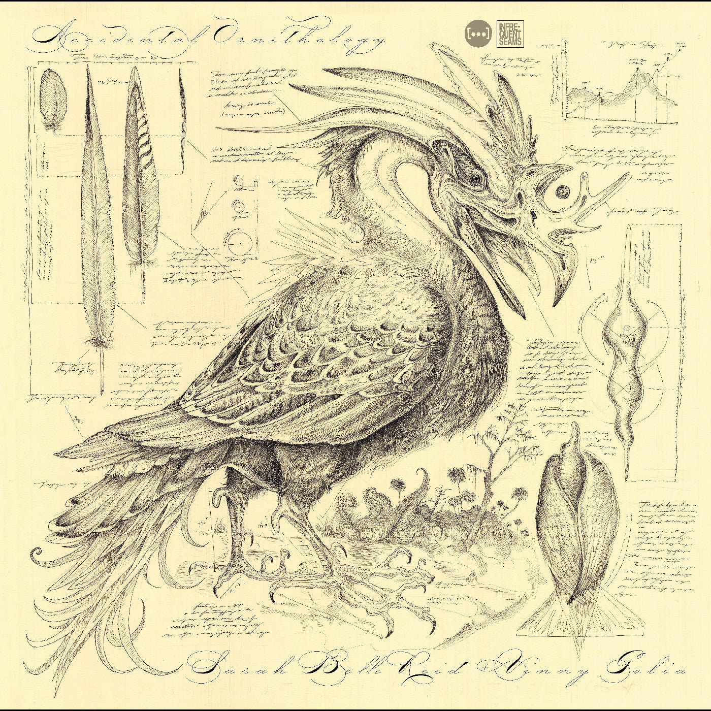REID, SARAH BELLE & GOLIA, VINNY - ACCIDENTAL ORNITHOLOGY