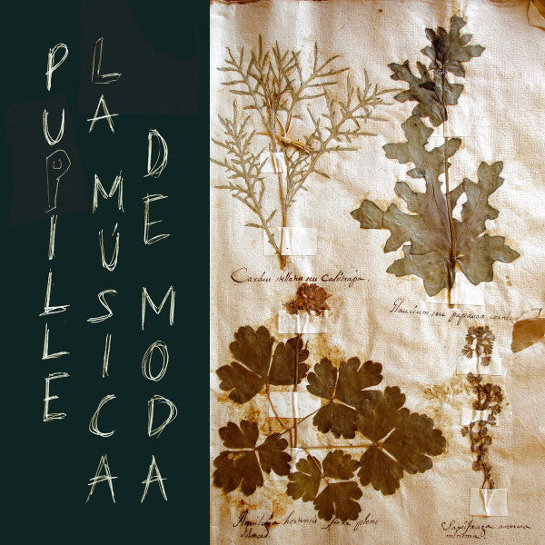 PUPILLE - MUSICA DE MODA