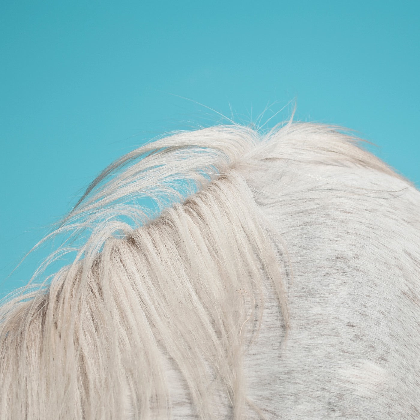 WIDOWSPEAK - ALL YOURS