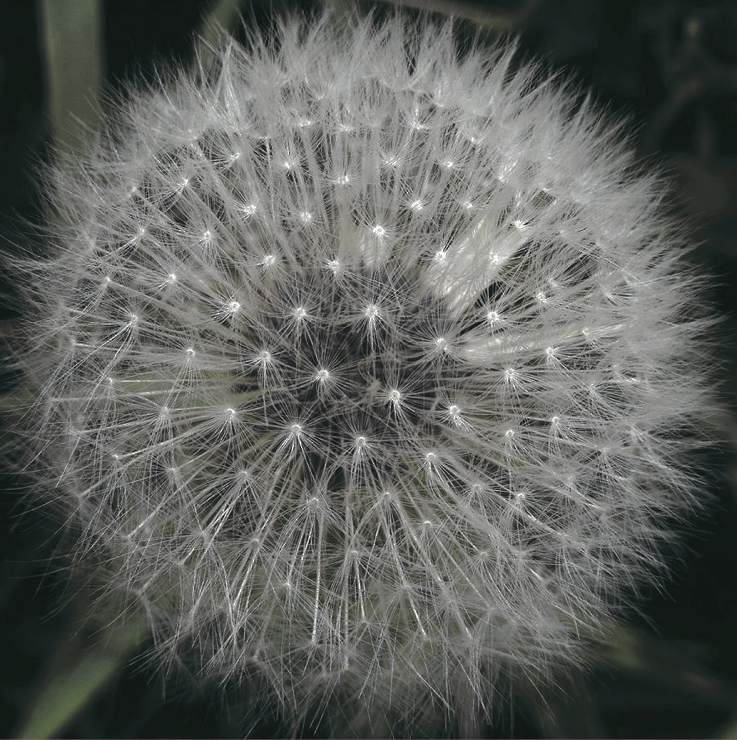 LEVITATION  - MEANWHILE GARDENS