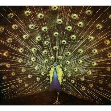 DIFRANCO, ANI - WHICH SIDE ARE YOU ON?