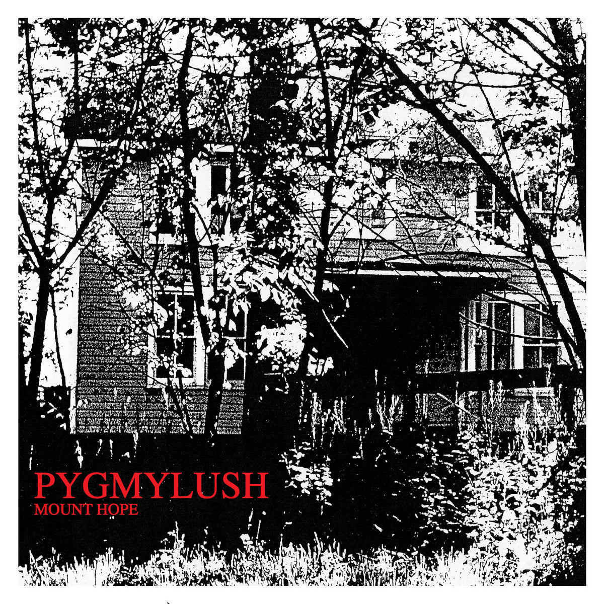 PYGMY LUSH  - MOUNT HOPE