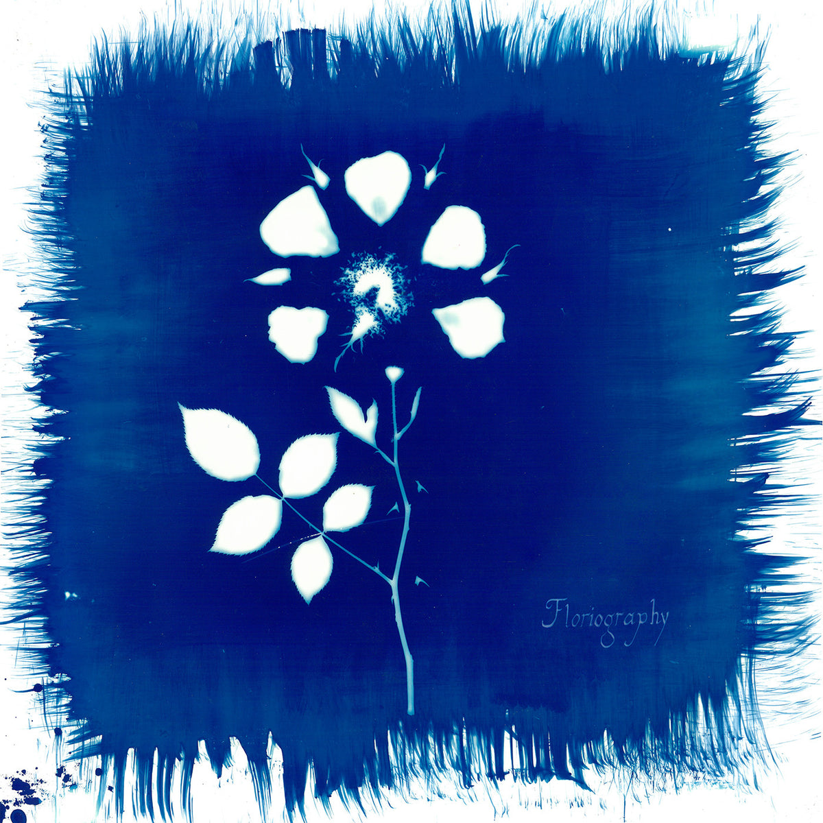 PAINTED ZEROS - FLORIOGRAPHY