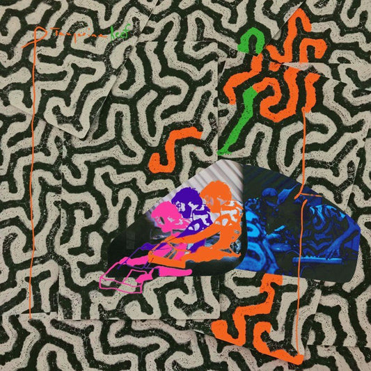 ANIMAL COLLECTIVE  - TANGERINE REEF