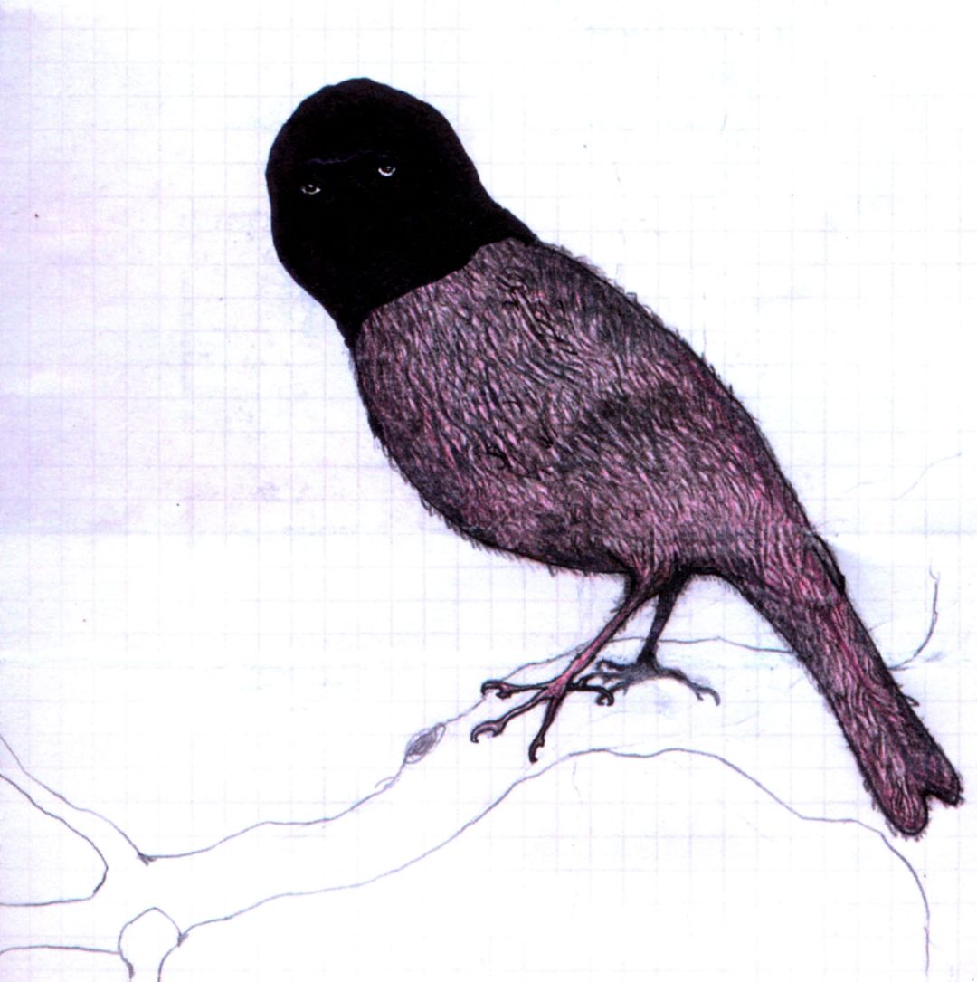KABOOM KARAVAN  - BARRA BARRA