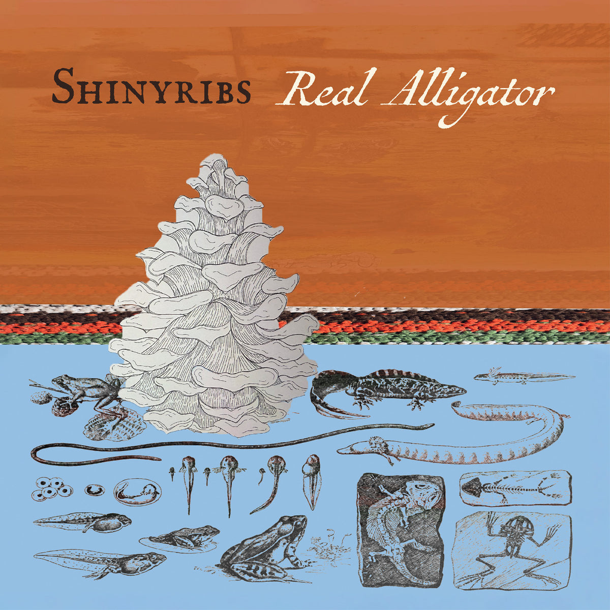 SHINYRIBS - REAL ALLIGATOR