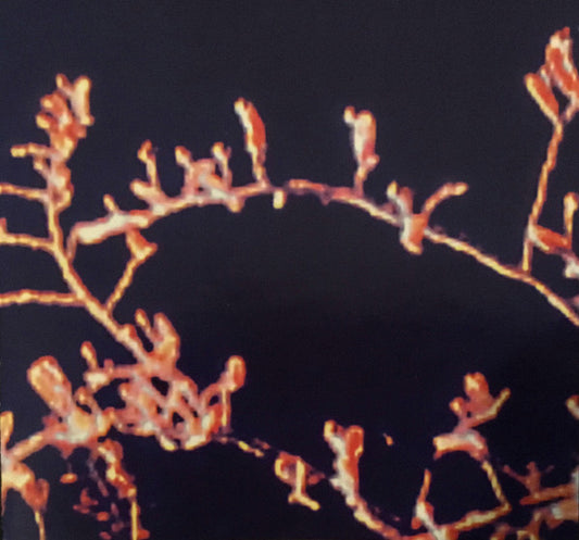 BUKKENE BRUSE  - LOVELIEST ROSE